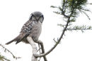 Northern hawk-owl