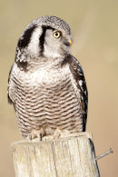Northern-hawk-owl