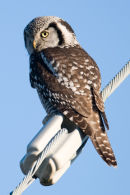 Northern hawk-owl