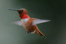 Rufous Hummingbird 