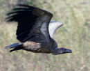 Ruppel's Vulture