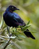Lesser blue-eared starling