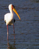 Yellow billed stork