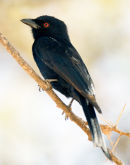 Drongo
