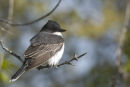 Eastern Kingbird