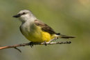 Western Kingbird