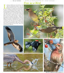 Feature on birds