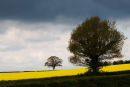 Tidenham Chase Goucestershire