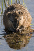 Muskrat