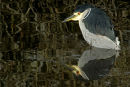 Black-crowned Heron