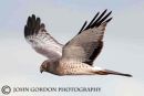 Northern harrier 