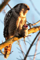 Northern hawk-owl with prey