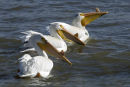 American Pelican Last Mountain Lake