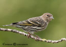 Pine siskin