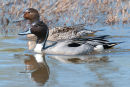 Pintail male and female