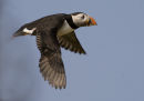 Puffin Atlantic