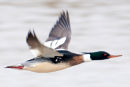 Red-breasted merganser-