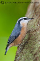 Red-breasted nuthatch