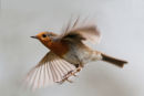 Robin Wye Valley