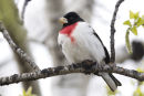 Rose Breasted Grosbeak