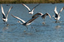 Sandhill Cranes