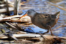 Virginia rail