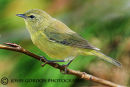Orange-crowned warbler 