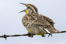 Western Meadowlark 
