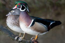 Wood Ducks