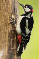 Greater Spotted Woodpecker Brockweir Wye Valley Gwent