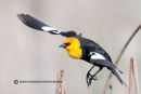 Yellow-headed blackbird