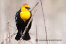 Yellow-headed blackbird