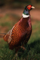 Pheasant 