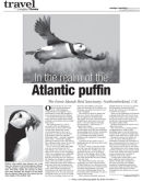 Atlantic Puffins feature