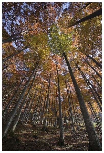 Beech Trees