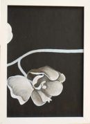 SET OF 3 ORCHIDS
