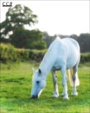 Sundown Pony