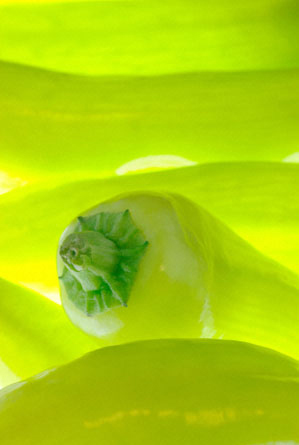 Pimentoes