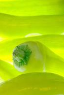 Pimentoes