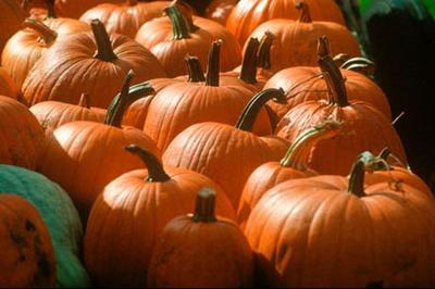 Pumpkins, Vermont