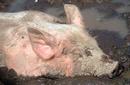 Pig in muck