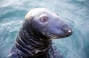 Grey seal