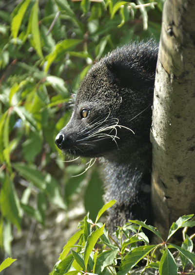 Bearcat