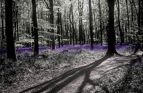Bluebells
