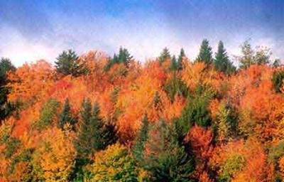 Fall foliage