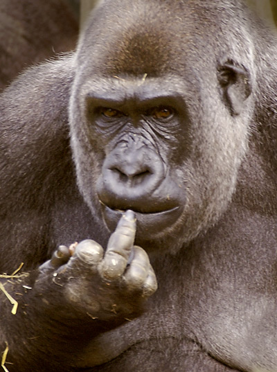 Gorilla