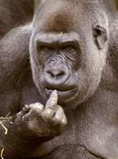 Gorilla