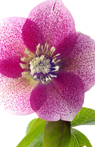 Hellebore