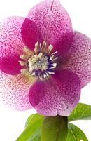 Hellebore