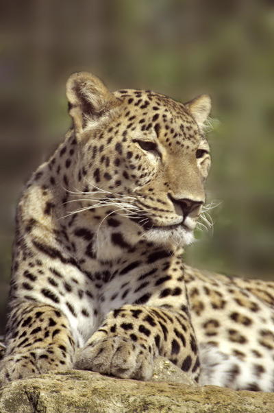 Leopard